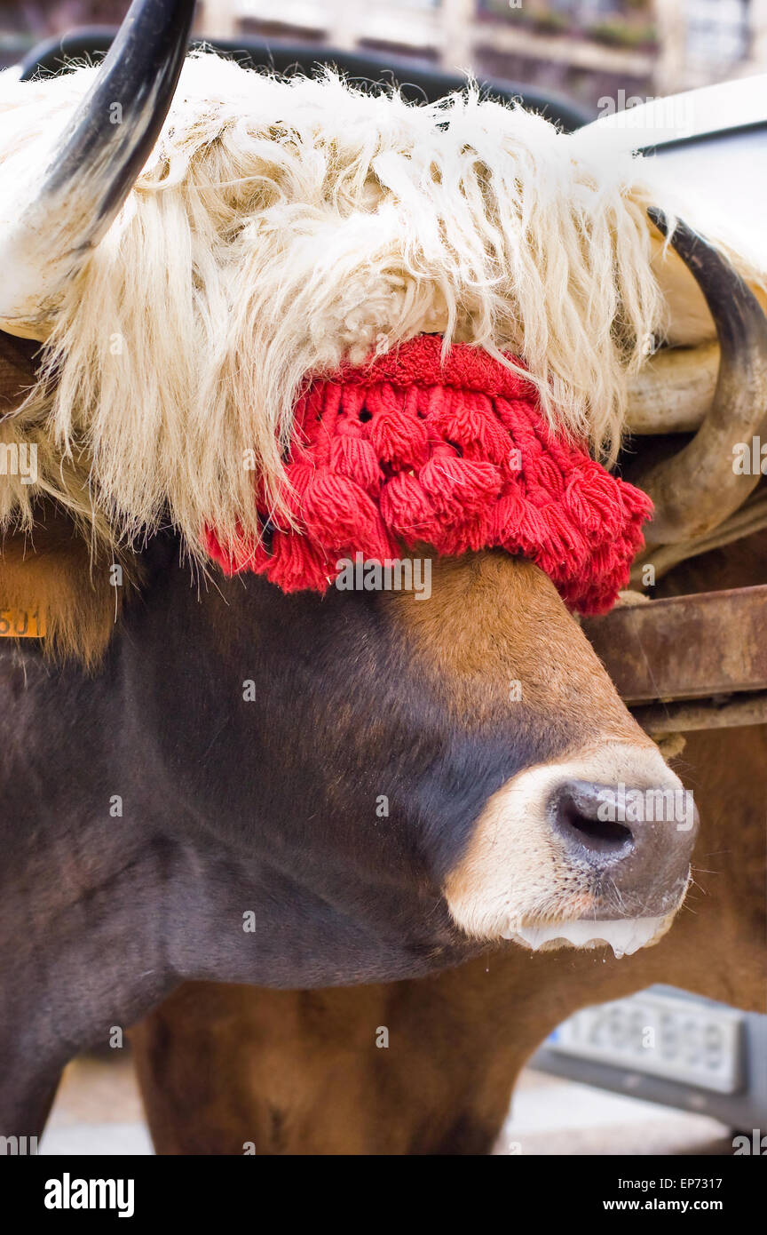 Bue tipici del Paese Basco, decorate per i buoi gara tipico basco sport rurali. (Spagna settentrionale). Foto Stock