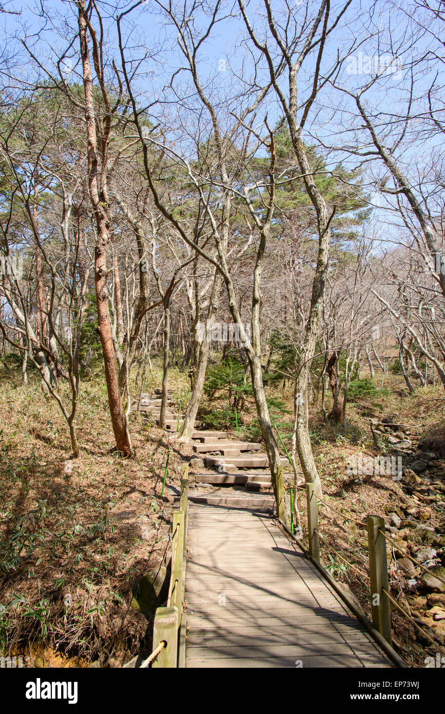 Vista del sentiero Yeongsil Hallasan del parco nazionale. Halla Mountain si trova a Jeju Island, Corea. Foto Stock