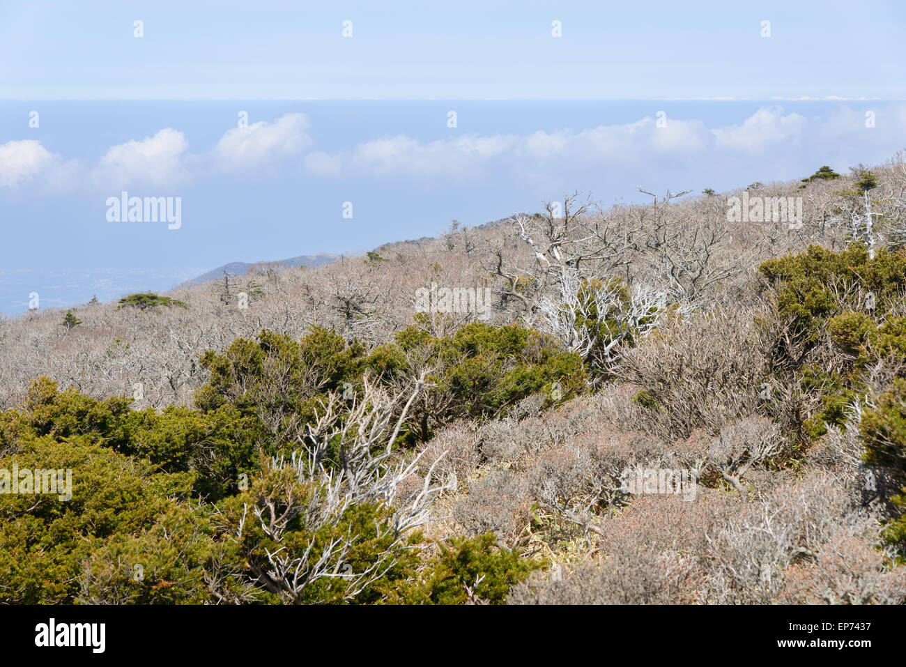 Paesaggio con alberi di tasso, vista dal sentiero Yeongsil corso in Hallasan Mountain National Park di Jeju Island, Corea. Foto Stock