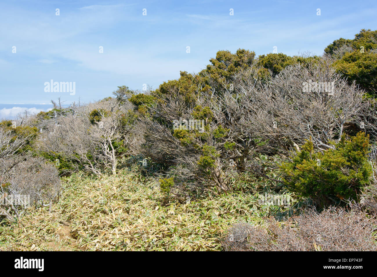 Paesaggio con alberi di tasso, vista dal sentiero Yeongsil corso in Hallasan Mountain National Park di Jeju Island, Corea. Foto Stock