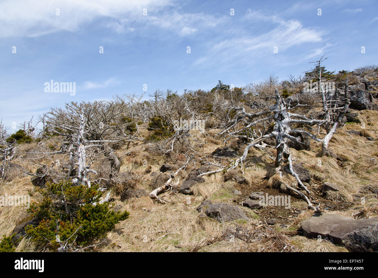 Paesaggio con alberi di tasso, vista dal sentiero Yeongsil corso in Hallasan Mountain National Park di Jeju Island, Corea. Foto Stock
