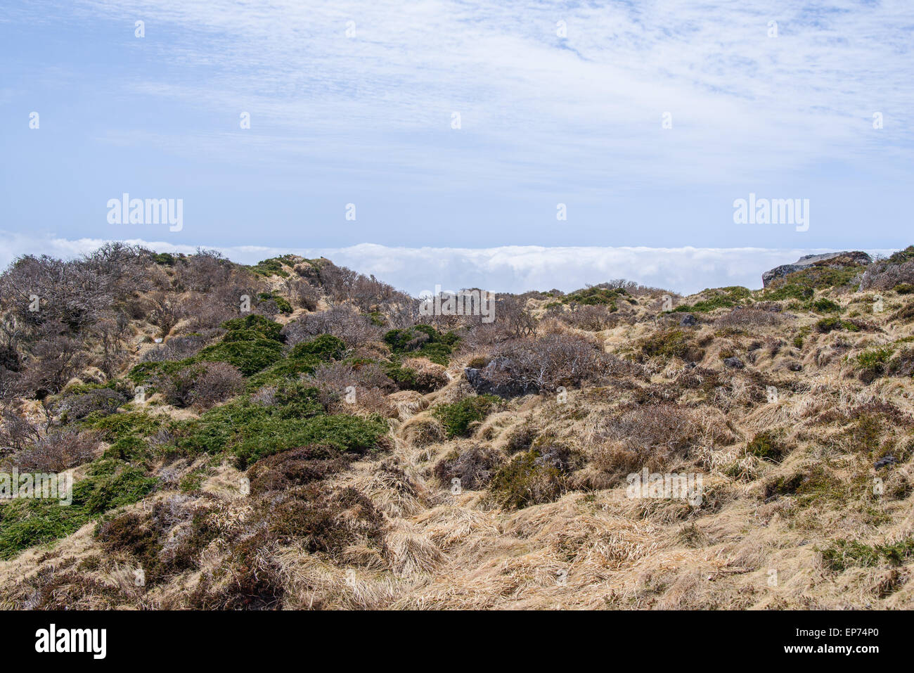 Le piante e gli alberi al Witset-Oreum a Yeongsil sentieri nel Hallasan Mountain National Park di Jeju Island, Corea. Foto Stock