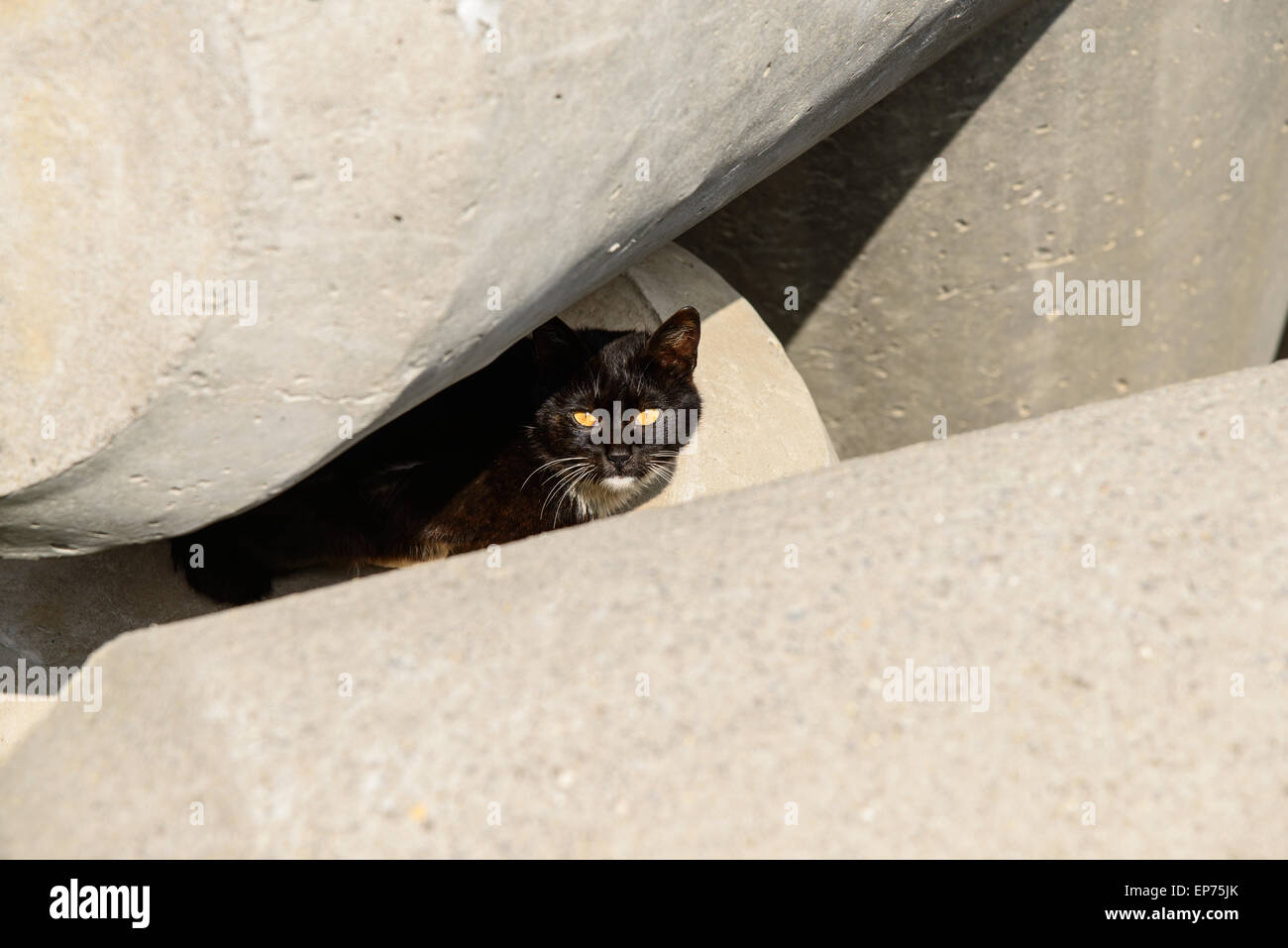 Gatto nero guarda la fotocamera in un interstizio tra tetrapods. Foto Stock