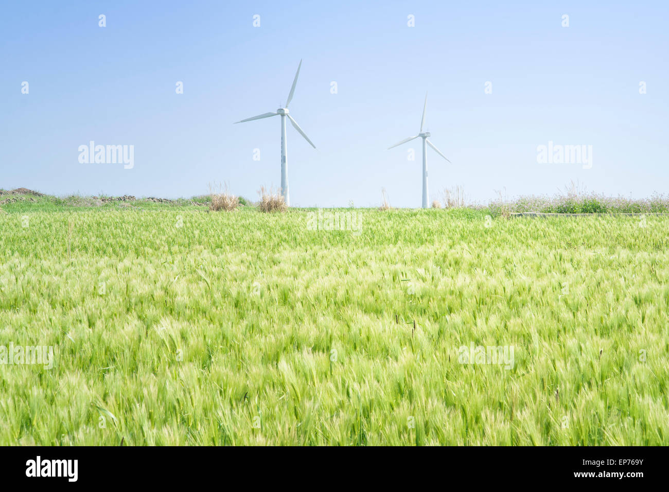 Paesaggio di verde di orzo e campo generatore a vento con colore blu cielo chiaro in Gapado Isola di Jeju Island in Corea. Foto Stock