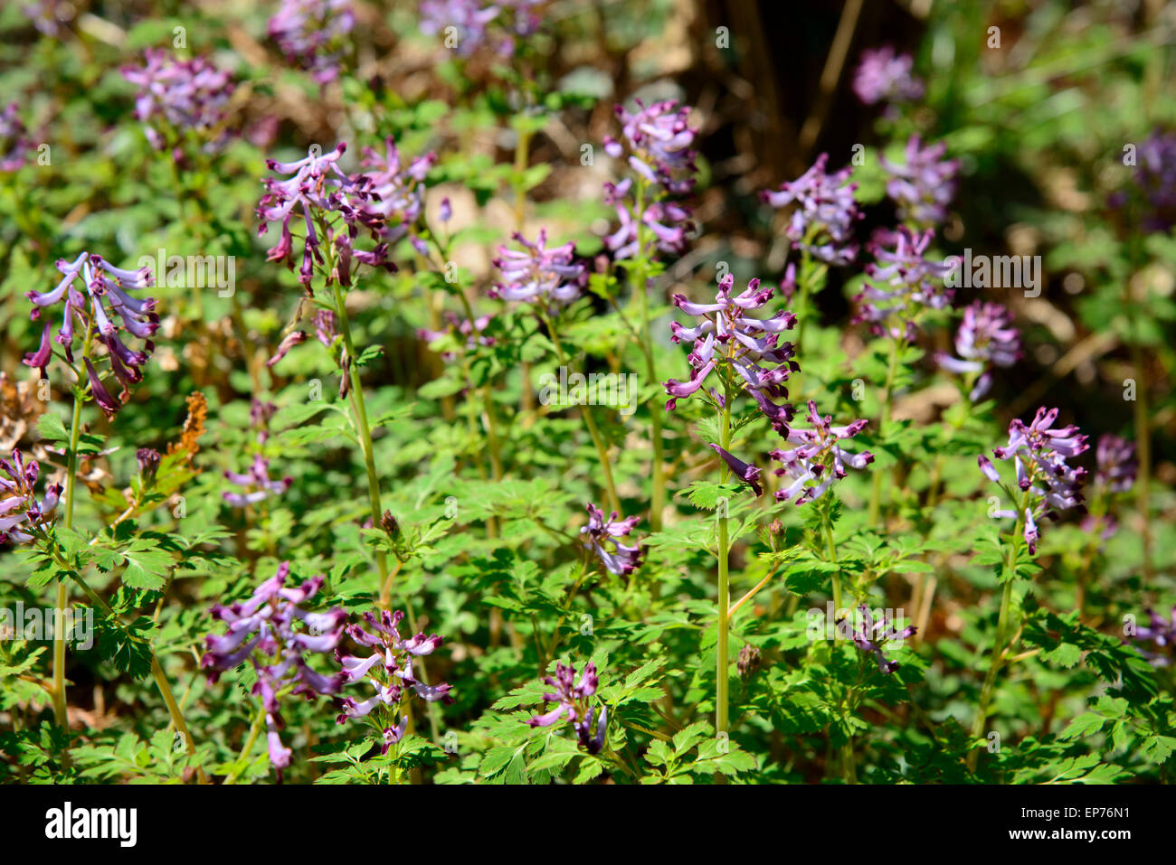 Primo piano di colore viola Corydalis incisa fiori in una piscina esterna in primavera Foto Stock