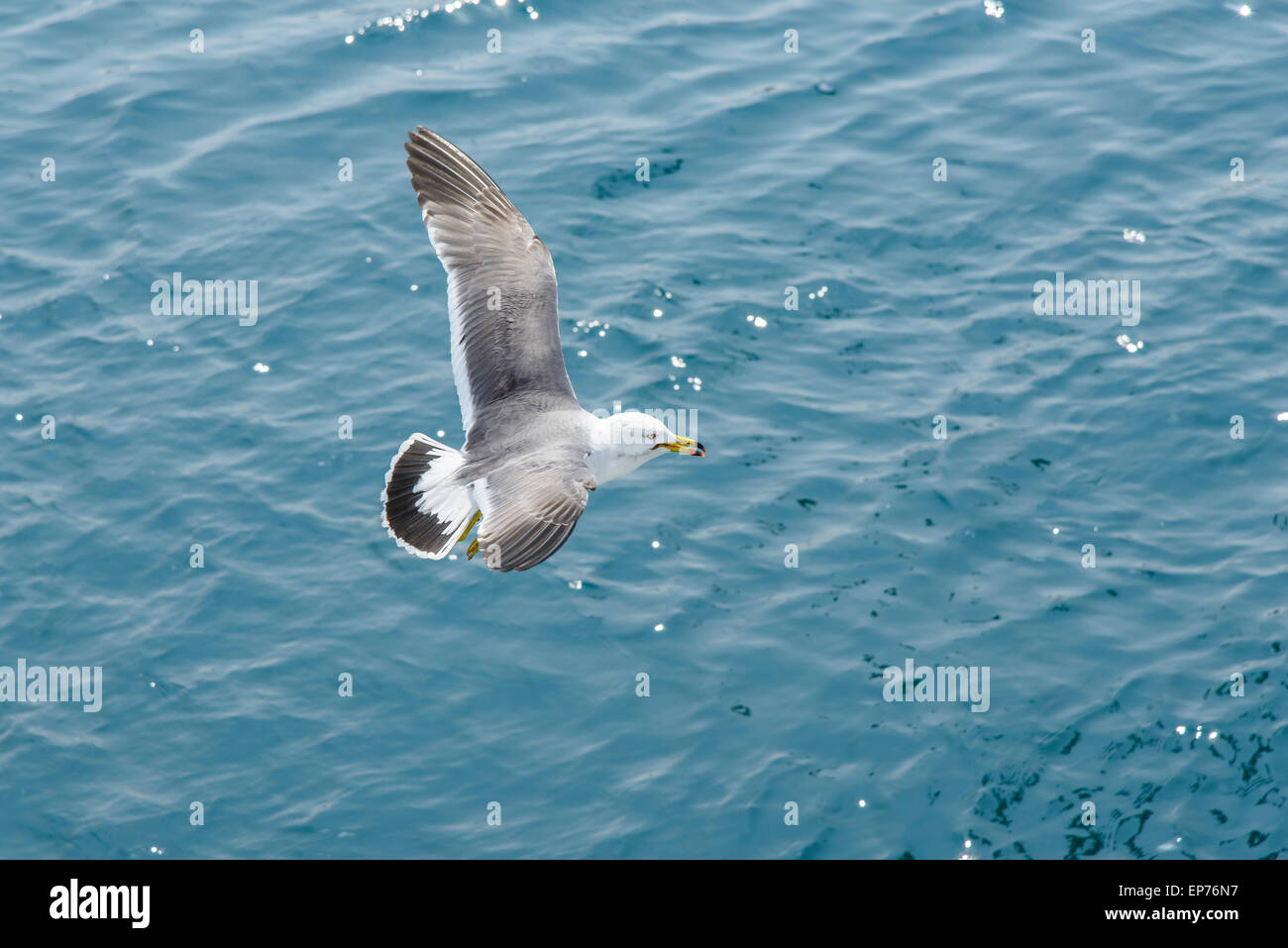 Vista dettagliata del gabbiano volare sopra il mare blu in una giornata di sole Foto Stock