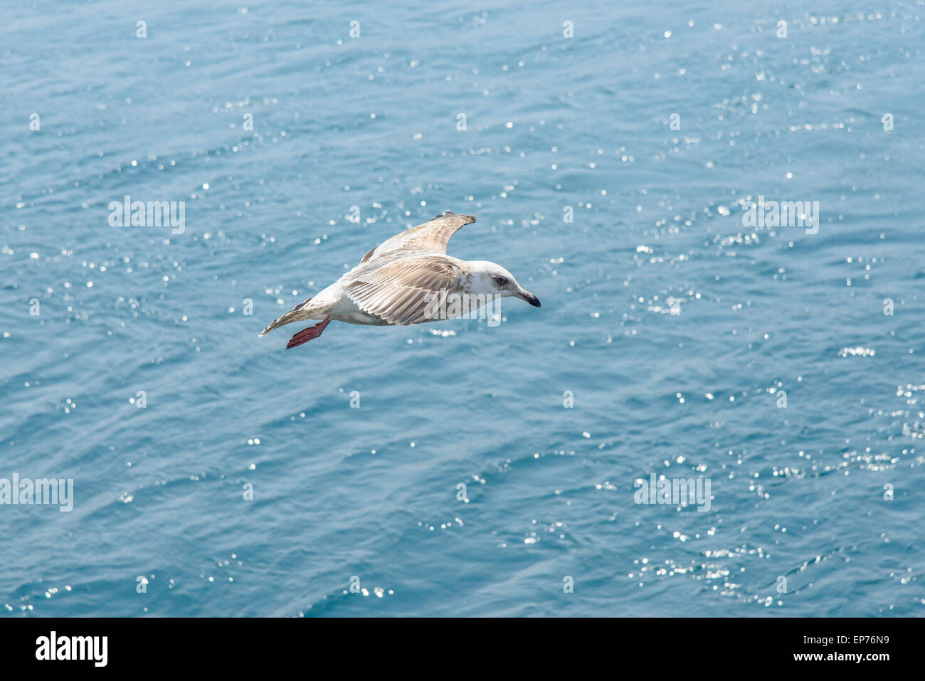 Vista dettagliata del gabbiano volare sopra il mare blu in una giornata di sole Foto Stock