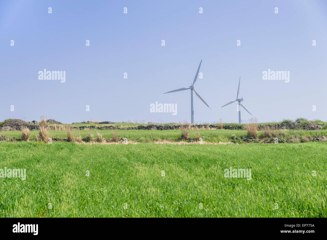 Paesaggio di verde di orzo e campo generatore a vento con colore blu cielo chiaro in Gapado Isola di Jeju Island in Corea. Foto Stock