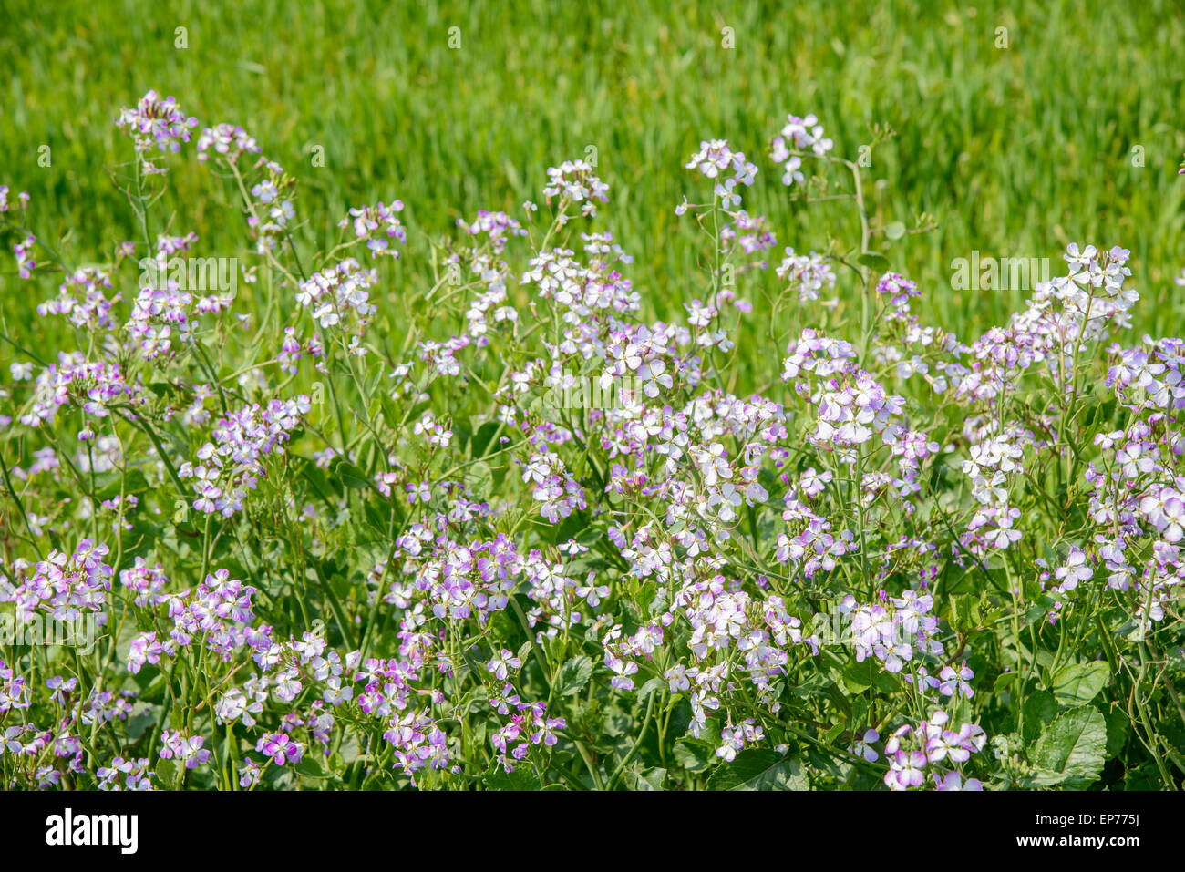 Primo piano di colore viola Raphanus sativus. raphnistroides MAK. fiori in un campo in Gapado Isola di Jeju Island, Corea. Foto Stock