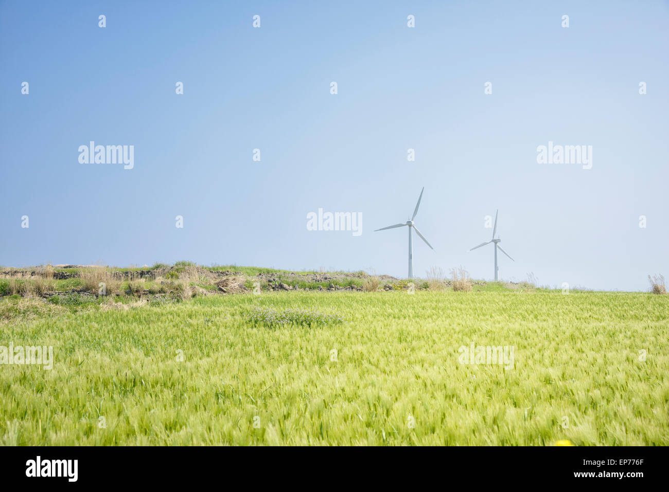 Paesaggio di verde di orzo e campo generatore a vento con colore blu cielo chiaro in Gapado Isola di Jeju Island in Corea. Foto Stock