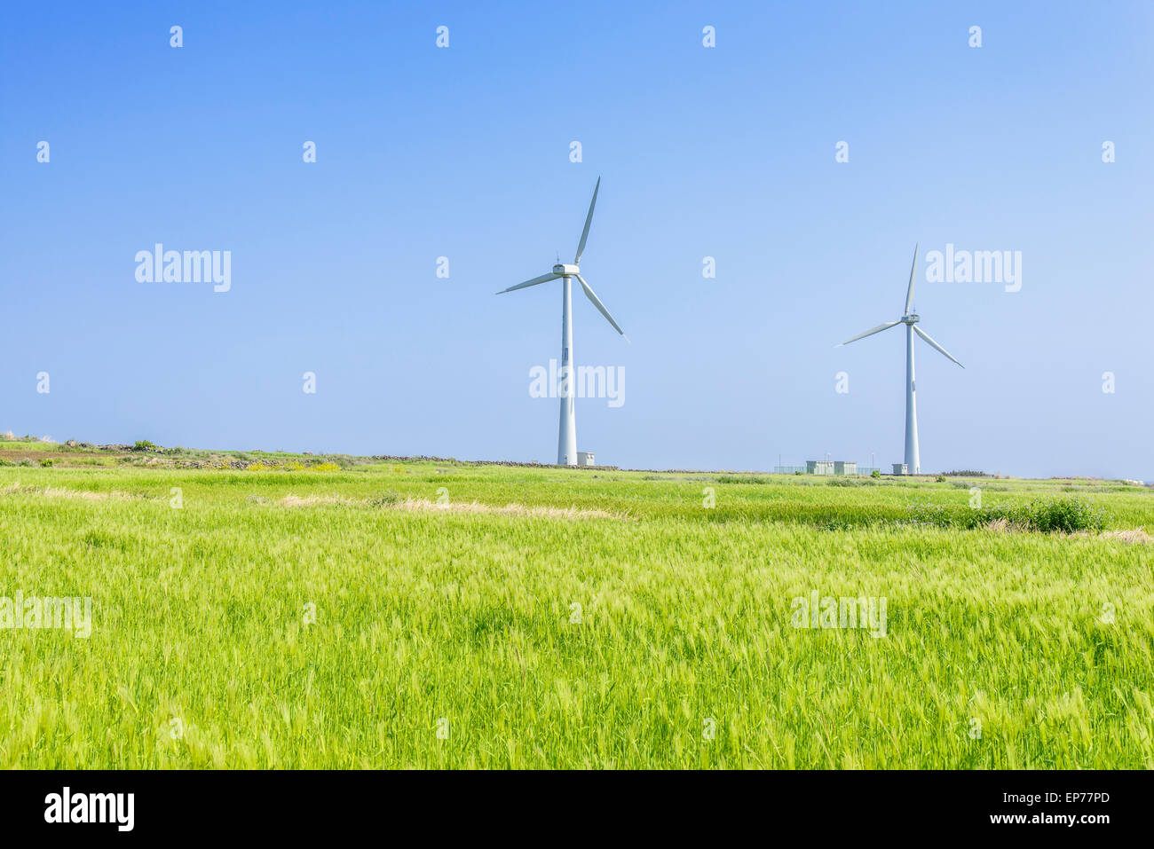 Paesaggio di verde di orzo e campo generatore a vento con colore blu cielo nuvoloso Gapado Isola di Jeju Island in Corea. Foto Stock