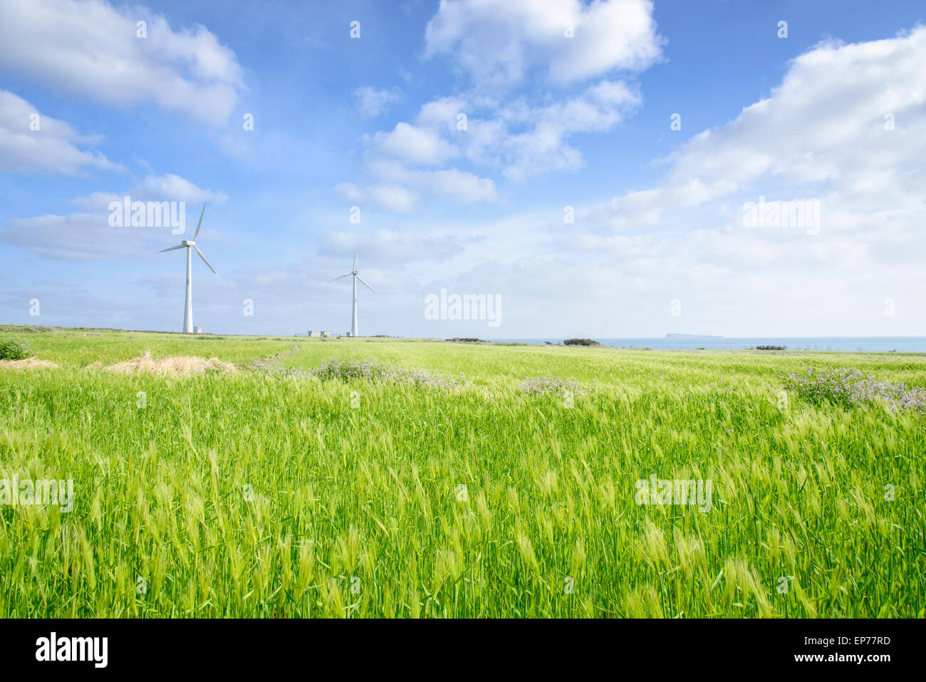 Paesaggio di verde di orzo e campo generatore a vento con colore blu cielo nuvoloso Gapado Isola di Jeju Island in Corea. Foto Stock