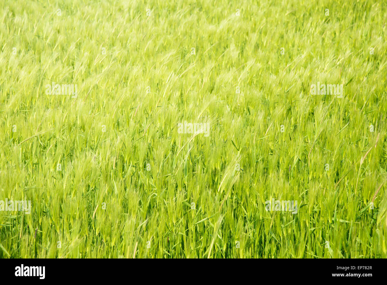 Close-up di verde campo di orzo in Gapado Isola di Jeju Island in Corea. Foto Stock