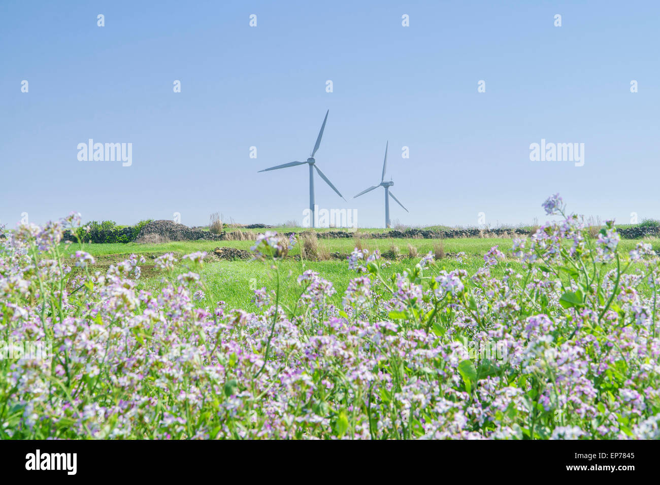 Paesaggio di verde di orzo e campo generatore a vento con cielo chiaro in Gapado Isola di Jeju Island in Corea. Foto Stock