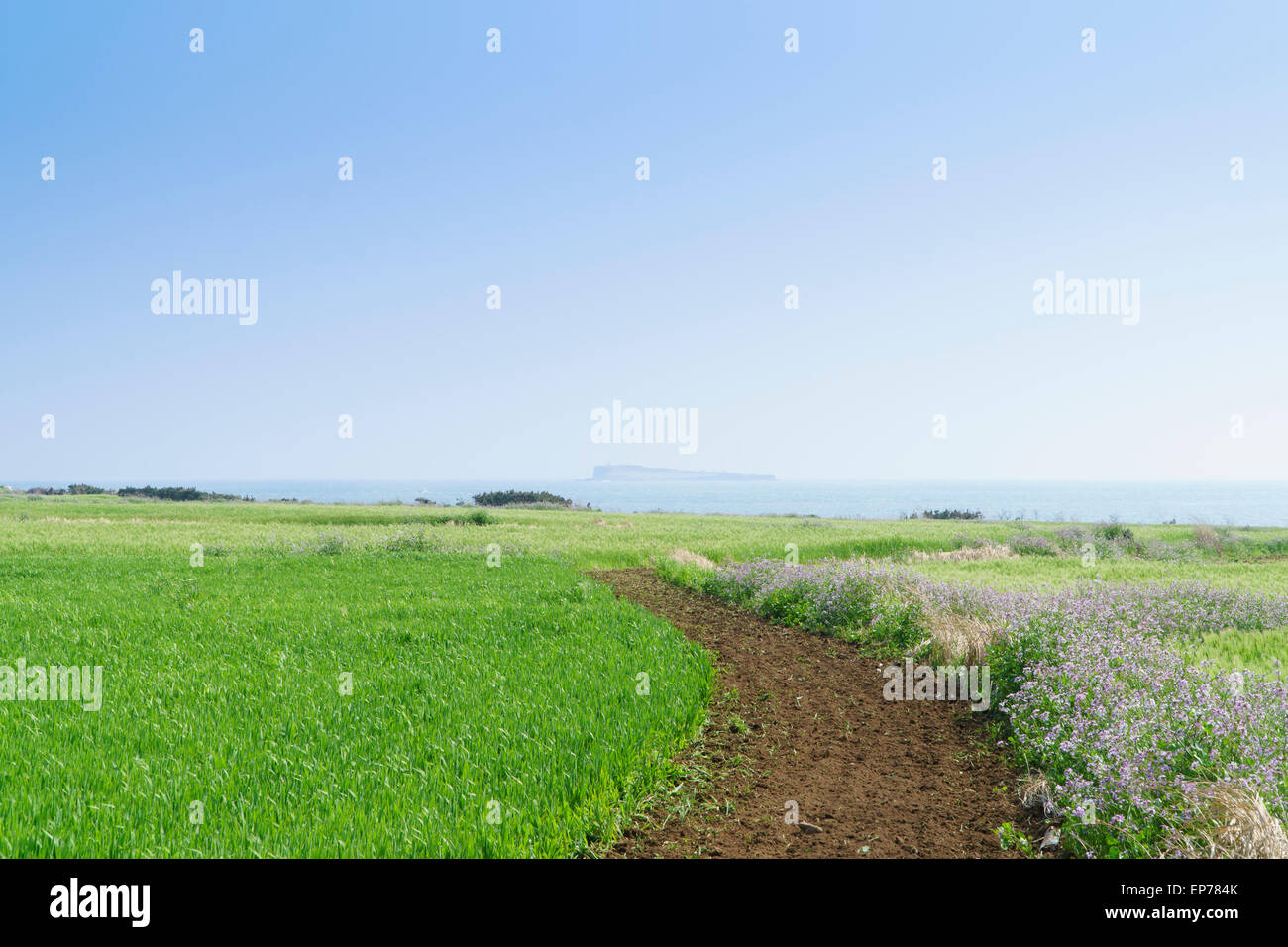 Paesaggio di verde campo di orzo e orizzonte con cielo chiaro in Gapado Isola di Jeju Island in Corea. Foto Stock