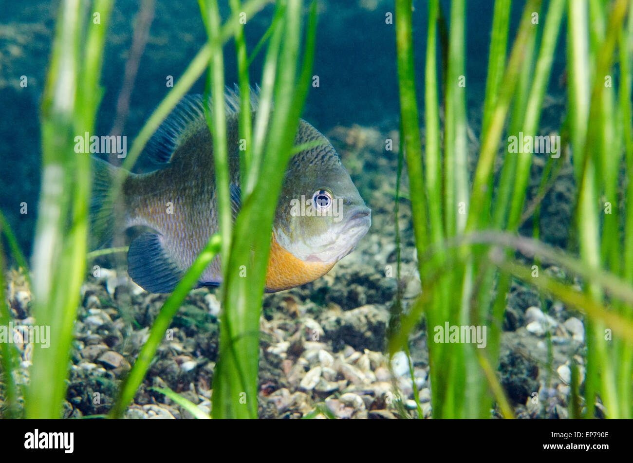 Bluegill nido di guardia visto attraverso le erbacce sott'acqua. Foto Stock