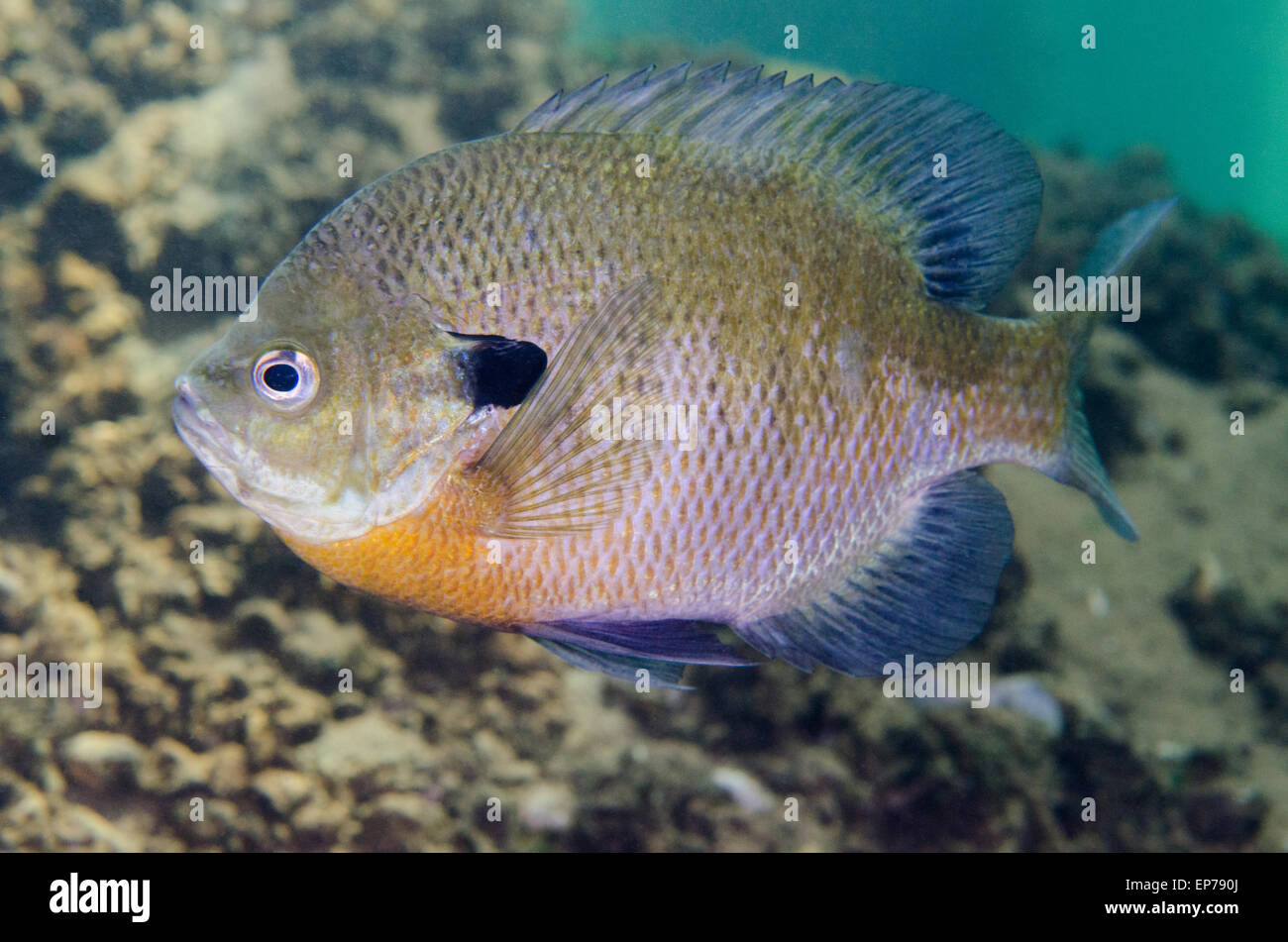Bluegill pesce con la deposizione delle uova di colori. Foto Stock