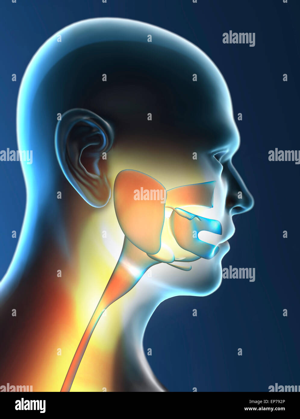 Gola umana anatomia su sfondo nero Foto Stock