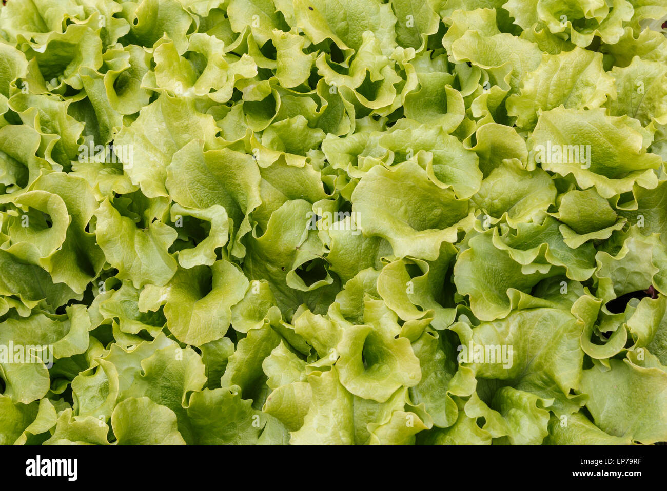 Lattuga o foglie di insalata di giovani piante in un vassoio di semi in  attesa di essere piantato in un orto Foto stock - Alamy