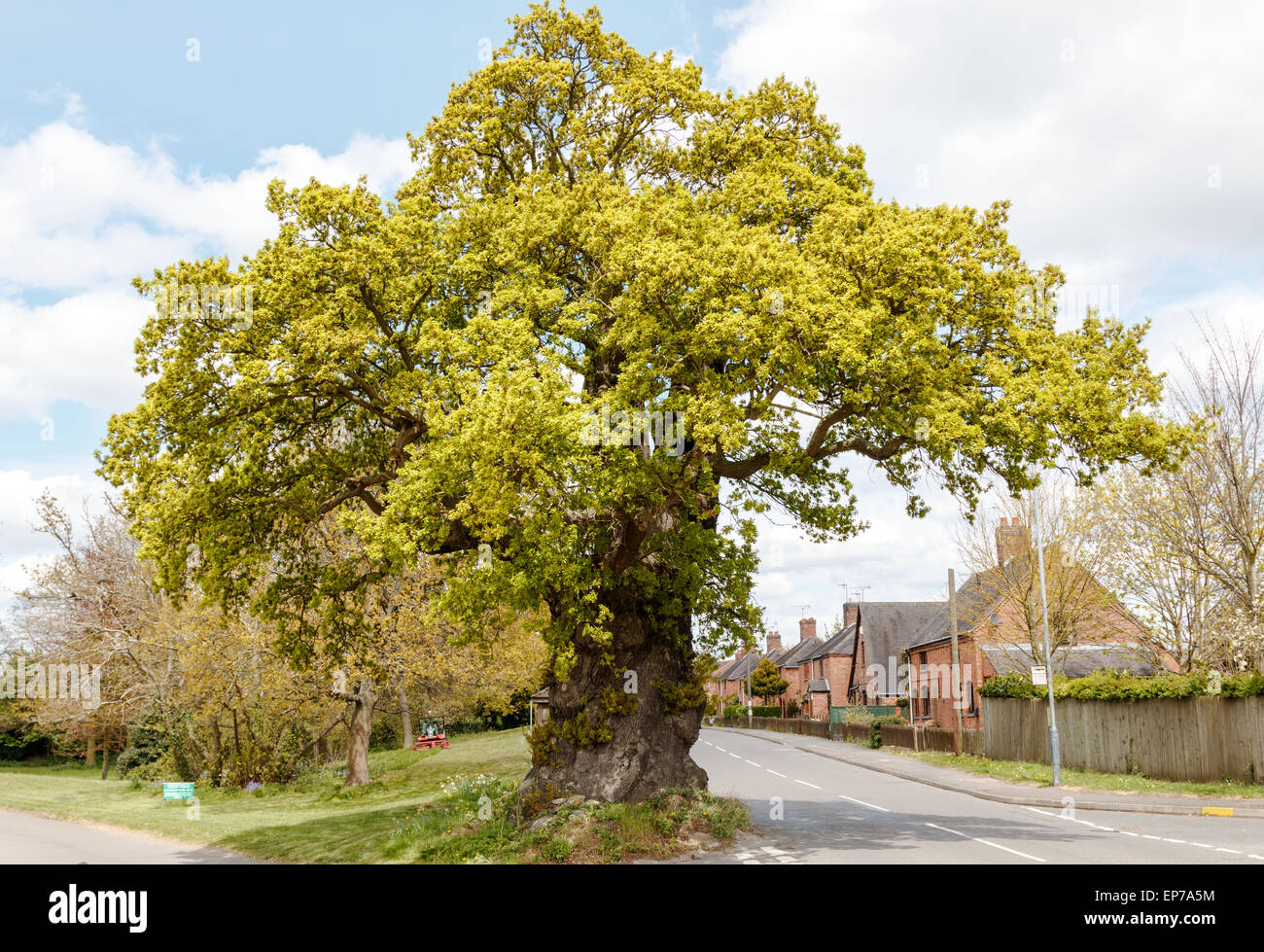 Il Baginton vecchia quercia nel villaggio di Baginton Warwickshire è più di 500 anni ed è il simbolo del villaggio Foto Stock