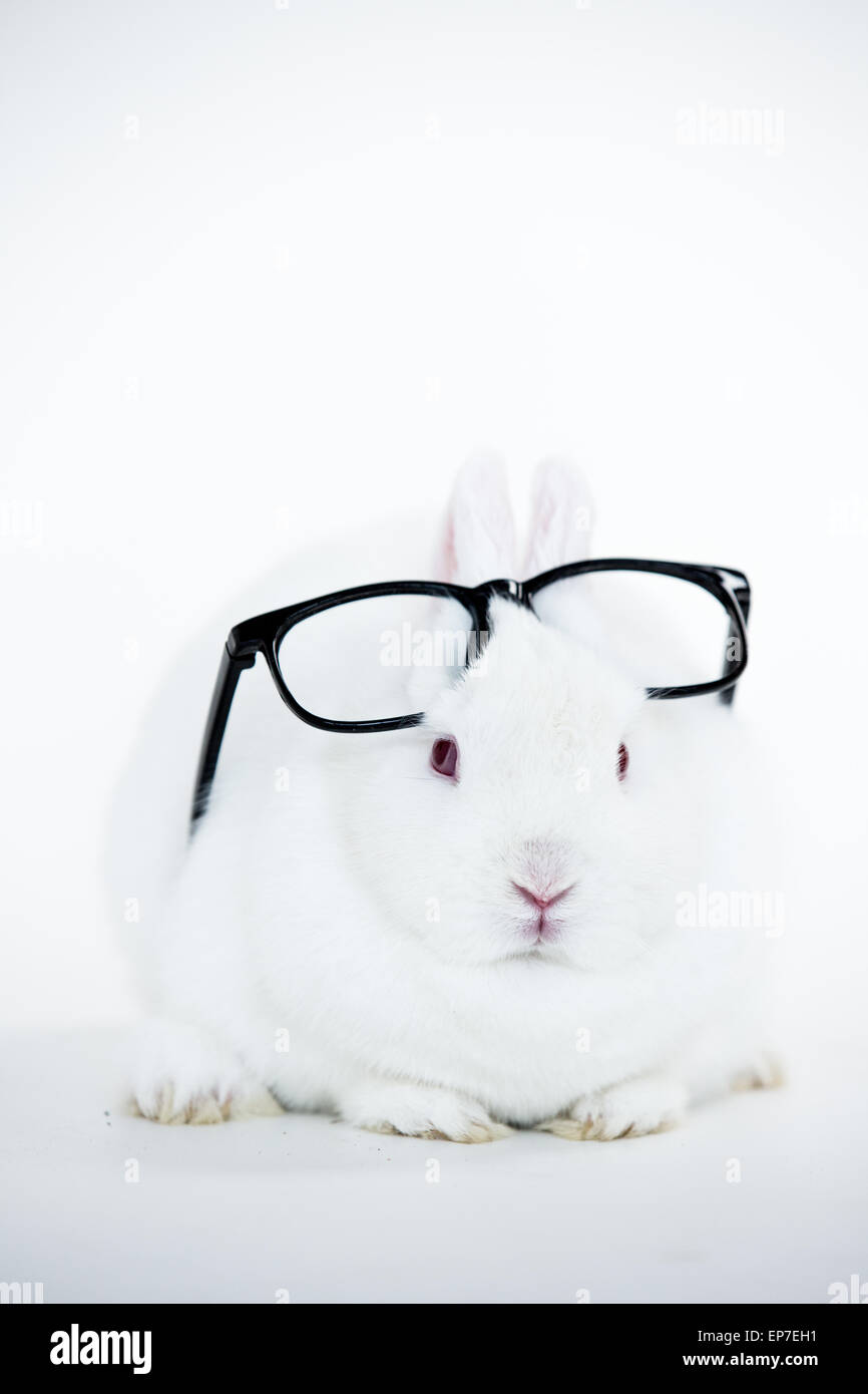Coniglietto bianco indossando occhiali umana sulla sua testa Foto Stock