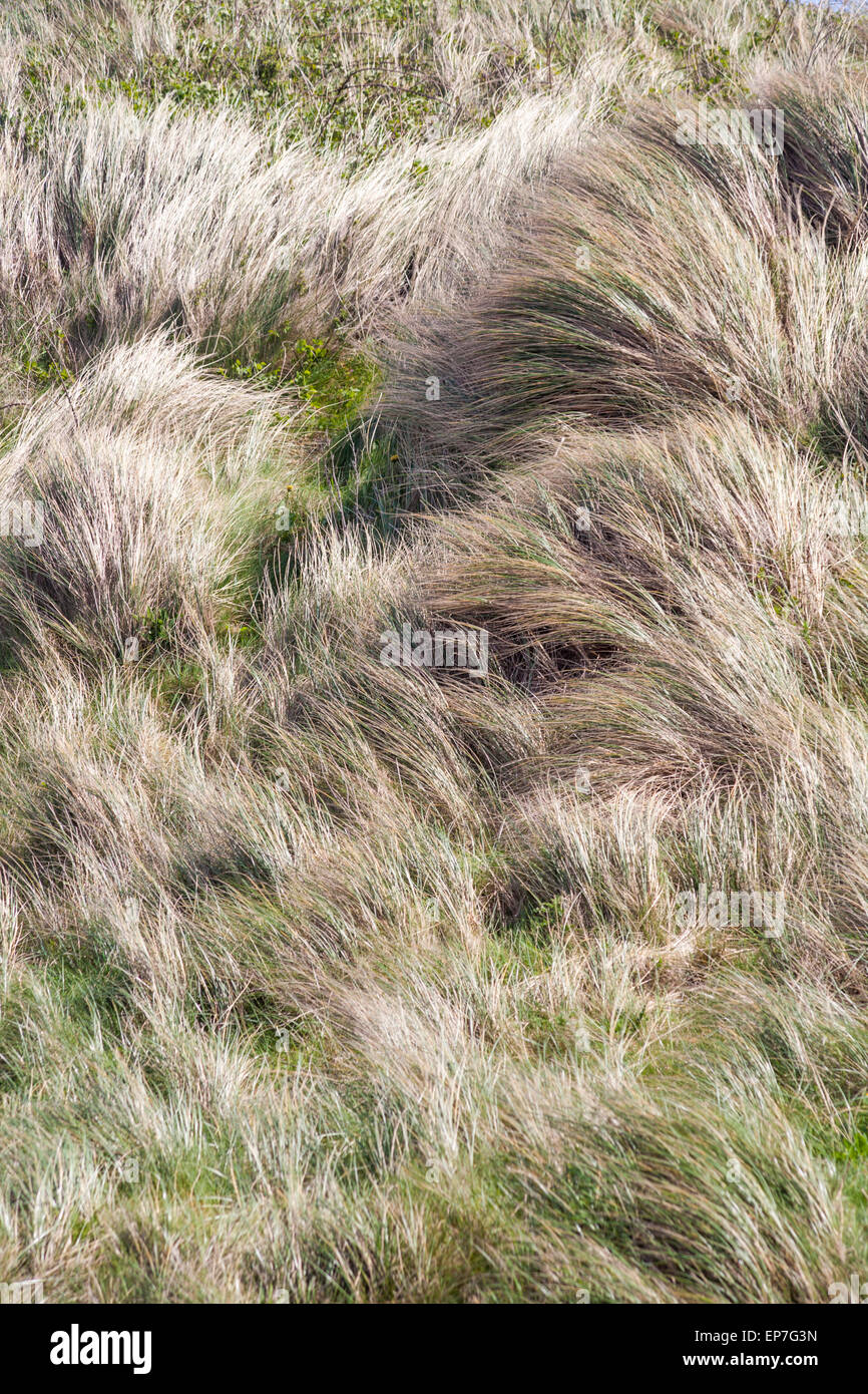 Erba che soffia nel vento a Newport Sands Beach in un ventoso giorno di soffiatura, Pembrokeshire Coast National Park, Galles UK nel mese di maggio Foto Stock