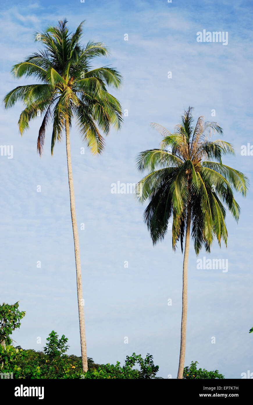 Le palme in Bako National Park, Sarawak, Malesia, Borneo Foto Stock