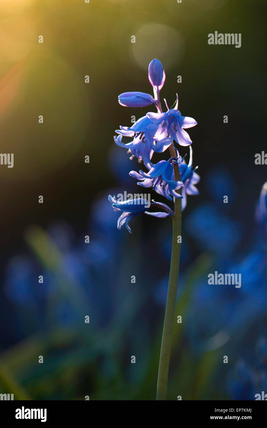 Bluebells crescendo in antichi boschi Foto Stock