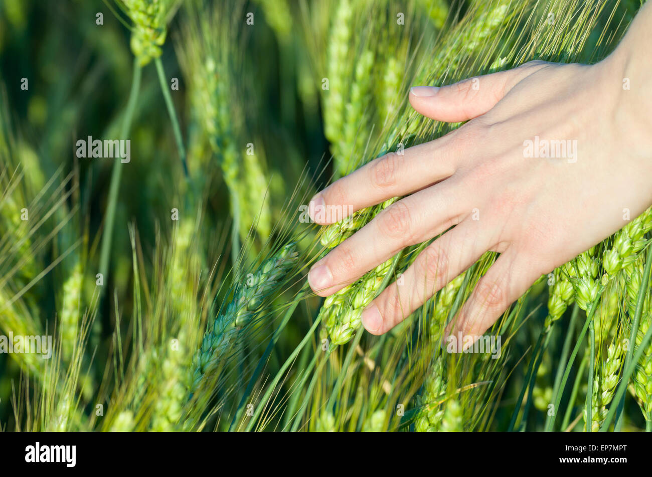 Donna toccando a mano verde acerbe spighe di grano Foto Stock
