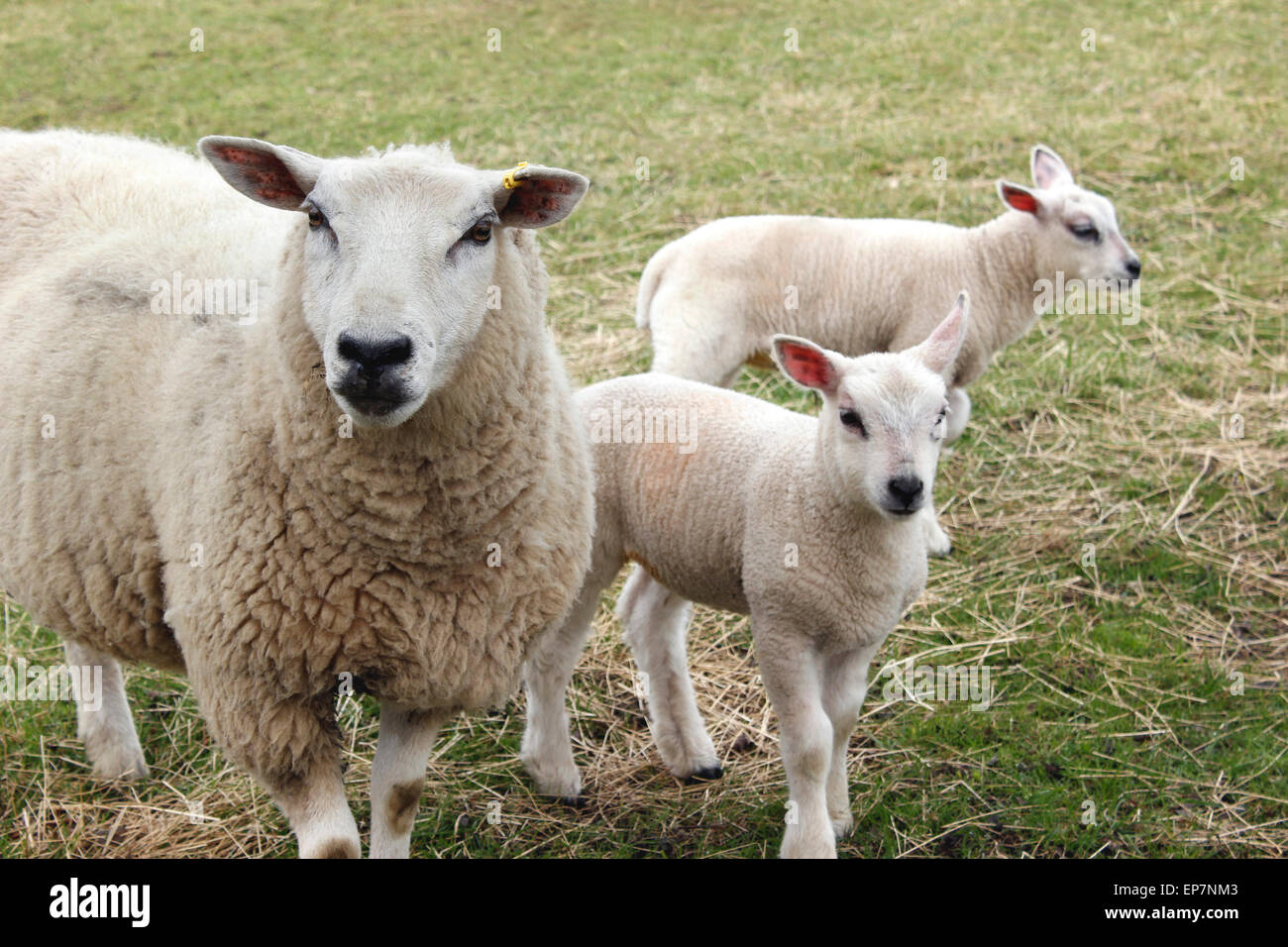 Pedigree Welsh Lleyn pecora con i suoi due agnelli a molla Foto Stock