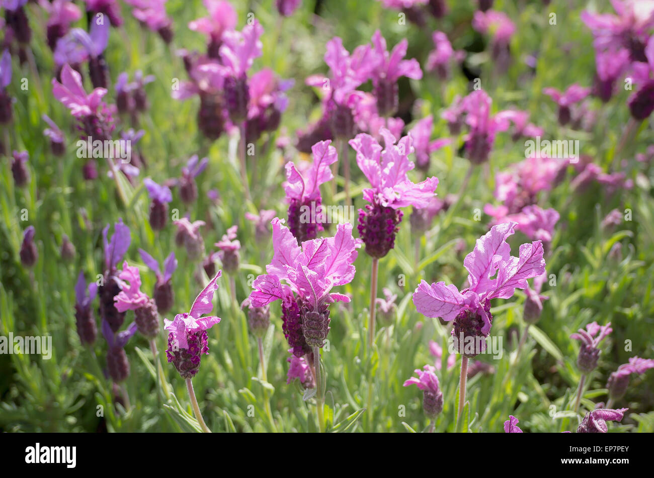 Lavanda Spring Break Princess in fiore in maggio Foto Stock