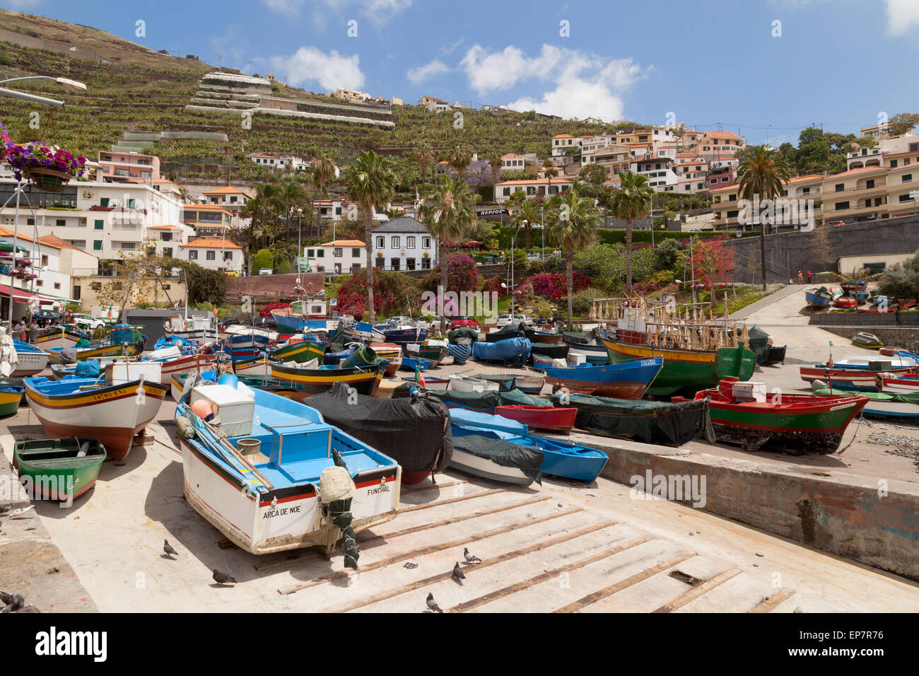 Il colorato piccolo porto di Camara de Lobos villaggio di pescatori, Madera, Europa Foto Stock