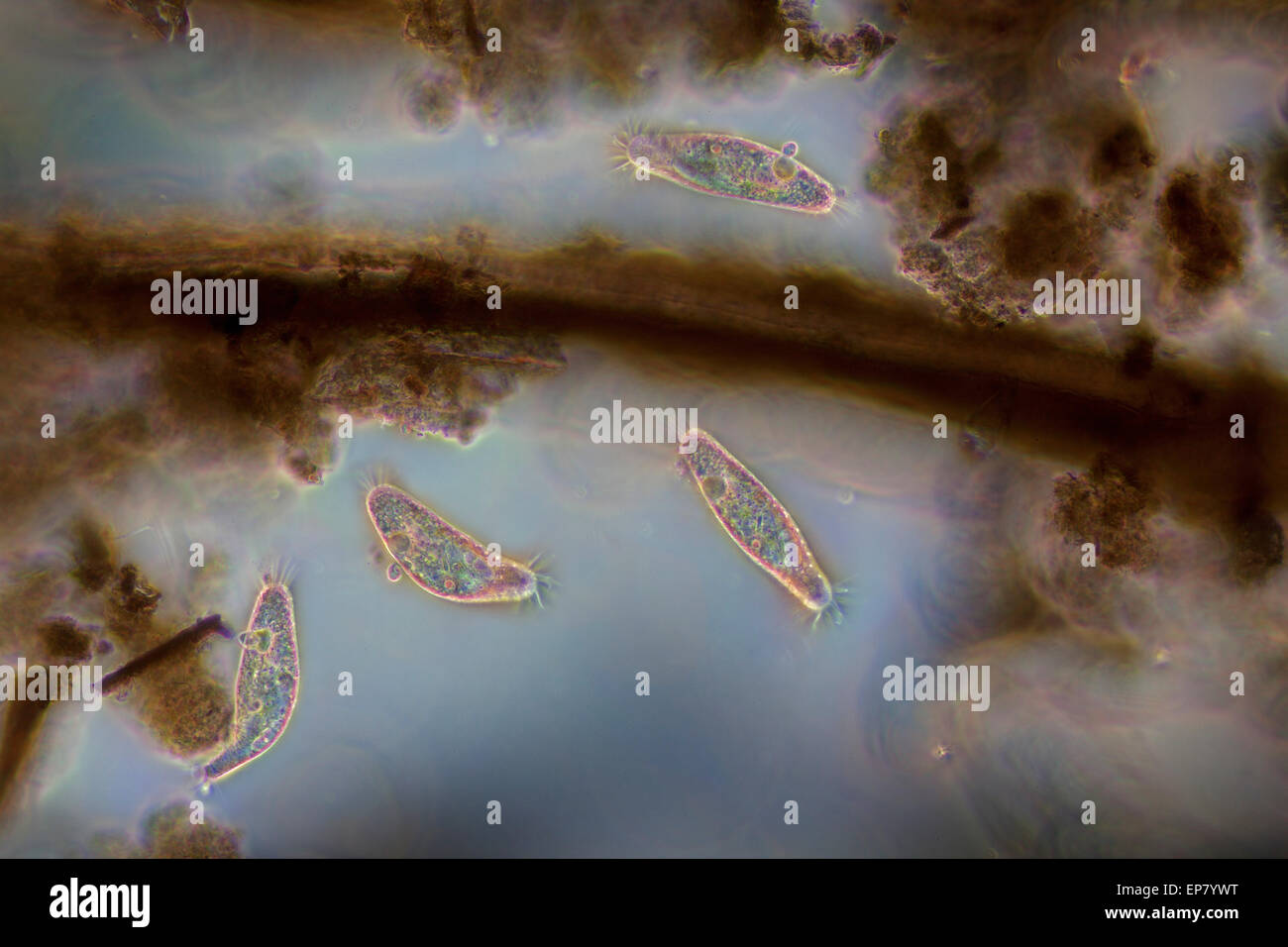Hypotrich ciliati alimentando in pondwater, Stylonychia Foto Stock