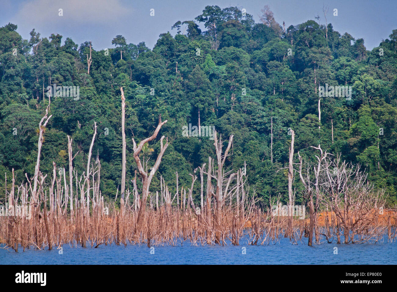 Kenyir lake, Pahang, Malaysia, sommerse alberi dopo le inondazioni per una diga. Tasik Kenyir o Kenyir Lake è un lago artificiale. Foto Stock