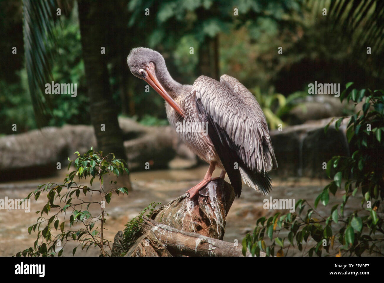 Pelican preening stesso. Pelecanus sp. Foto Stock