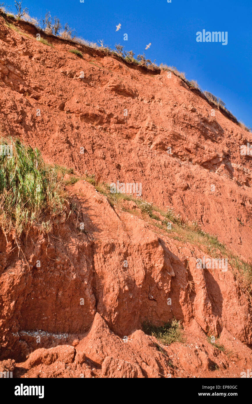 La costa intorno a Sidmouth, nel Devon, Regno Unito. Il colore rosso rock indica le condizioni aride del Triassico periodo geologico. Foto Stock