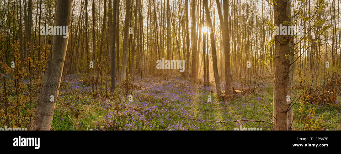 Il Rising Sun spiragli attraverso gli alberi e leggera nebulizzazione, colata lunghe ombre su un tappeto di bluebells. Foto Stock