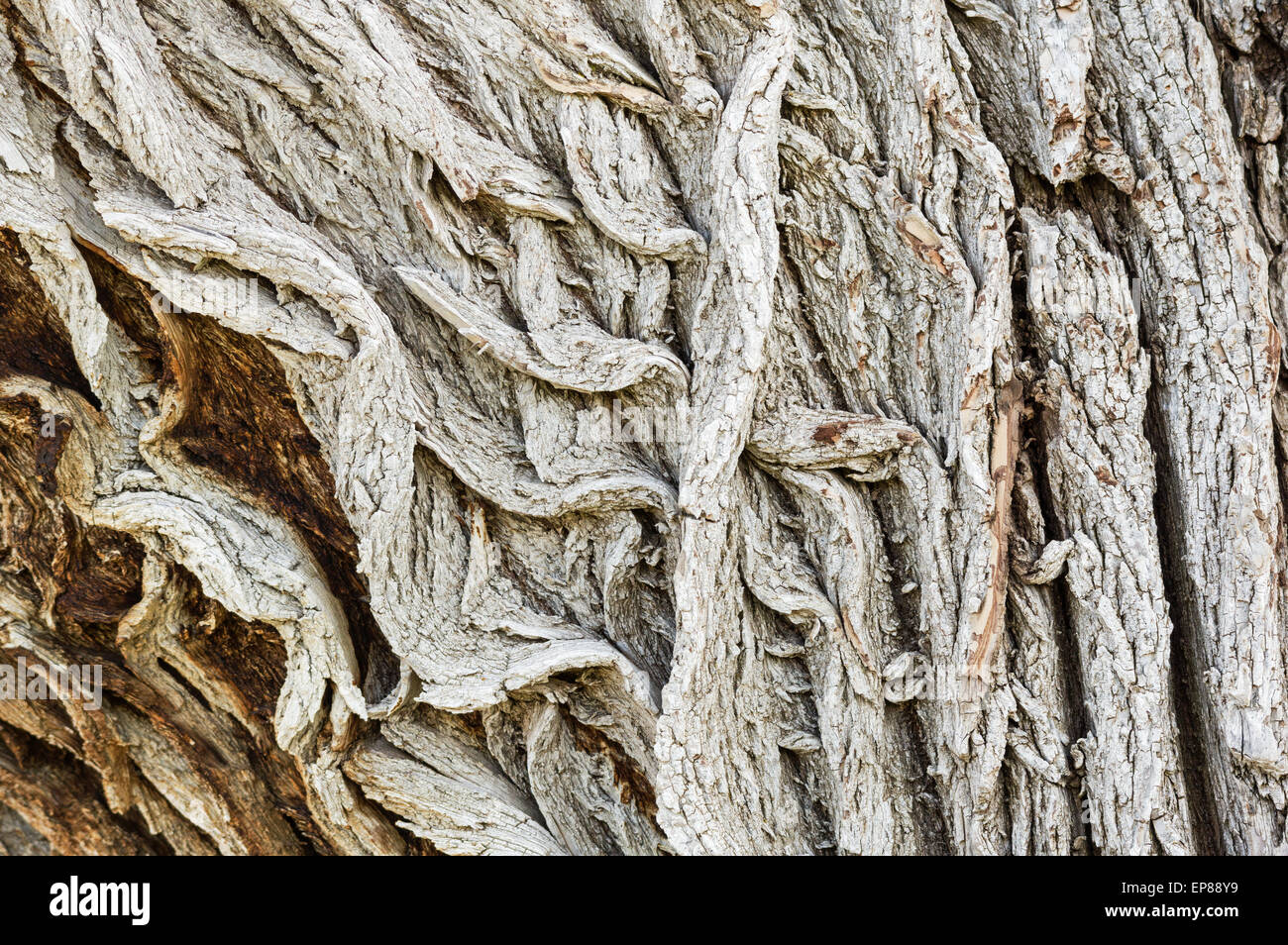 Robusto ruvida sulla corteccia di un vecchio albero di pioppi neri americani Foto Stock
