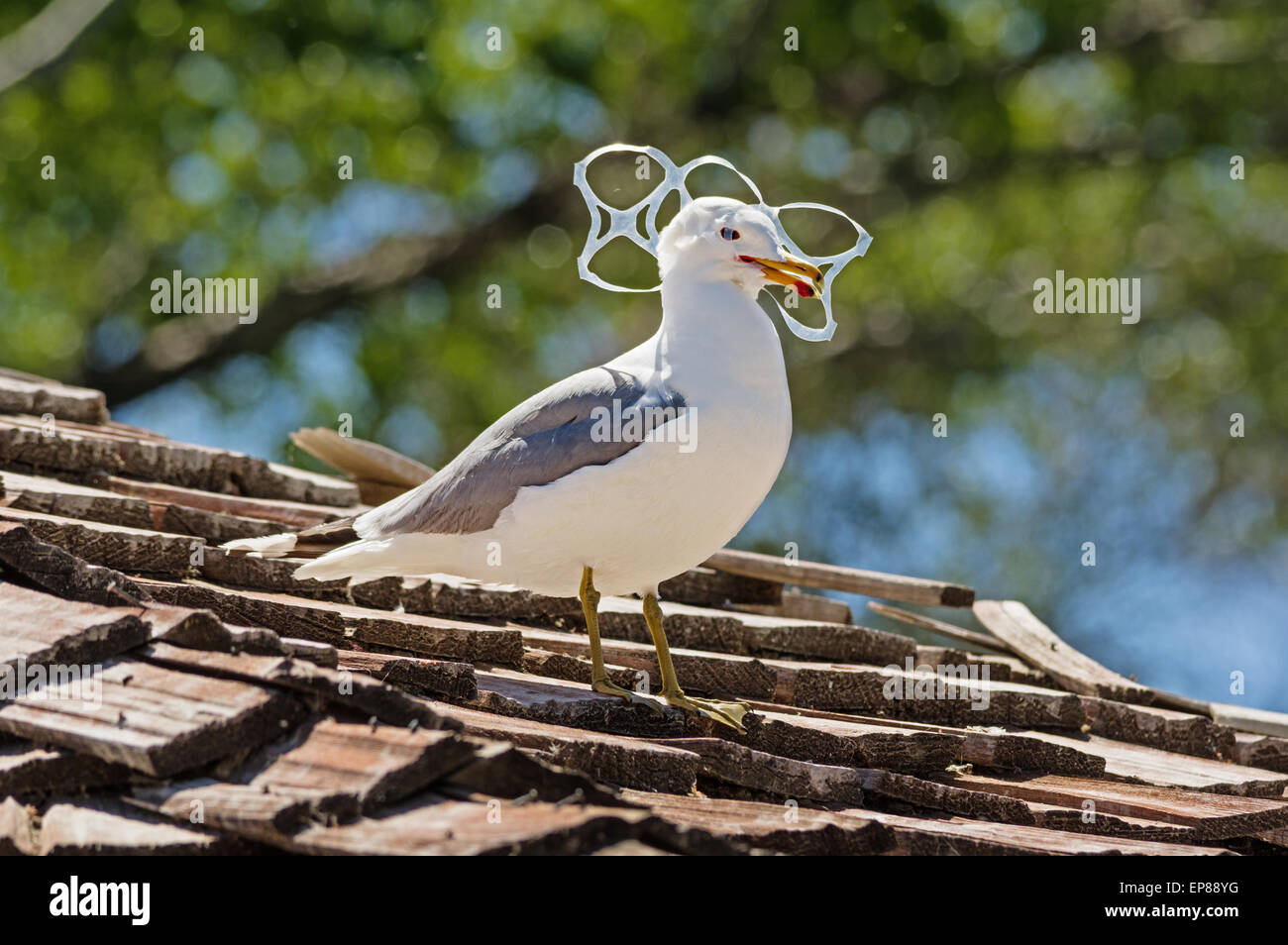 Sea Gull intrappolato in plastica six pack holder inquinamento Foto Stock