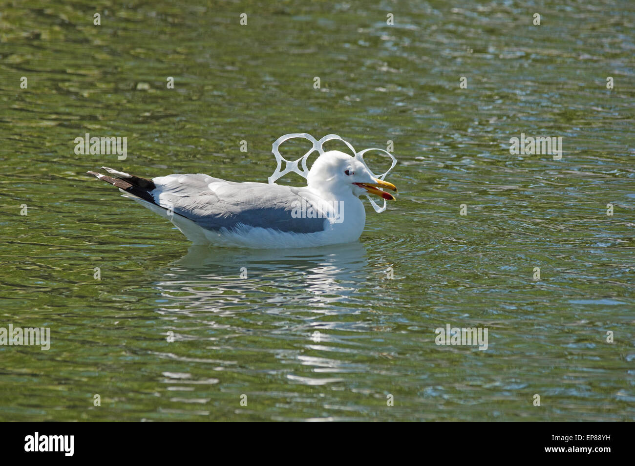 Gull con la sua testa catturati in una plastica sei-pack holder inquinamento Foto Stock