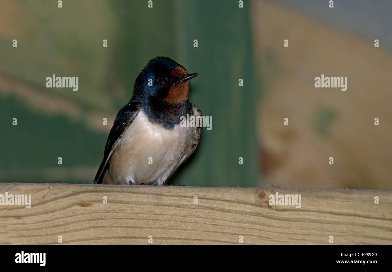 Swallow, Hirundo rustica. Molla. Regno Unito Foto Stock