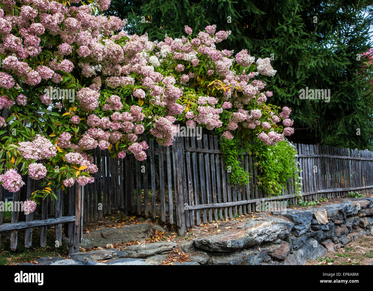 Fioritura rosa ad arbusto ortensie giardino confine, vecchio legno vintage Picket Fence fila su di un muro di pietra, a Woodstock, Vermont, New England semina autunnale Foto Stock