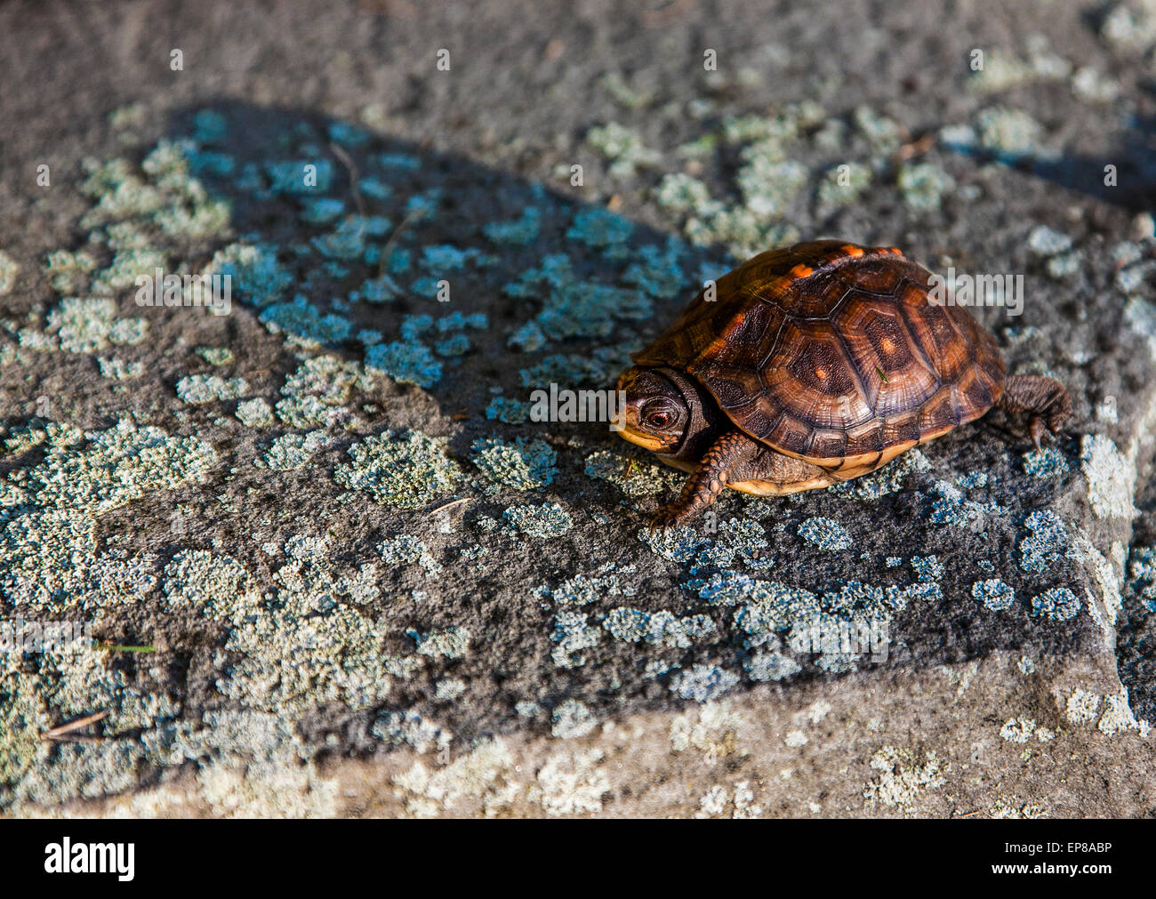 Tartaruga della scatola orientale giovanile a Monroe Twp., New Jersey, Stati Uniti, Stati Uniti d'America, animale del bambino carino che strisciare, animali del bambino carino isolati, Foto Stock
