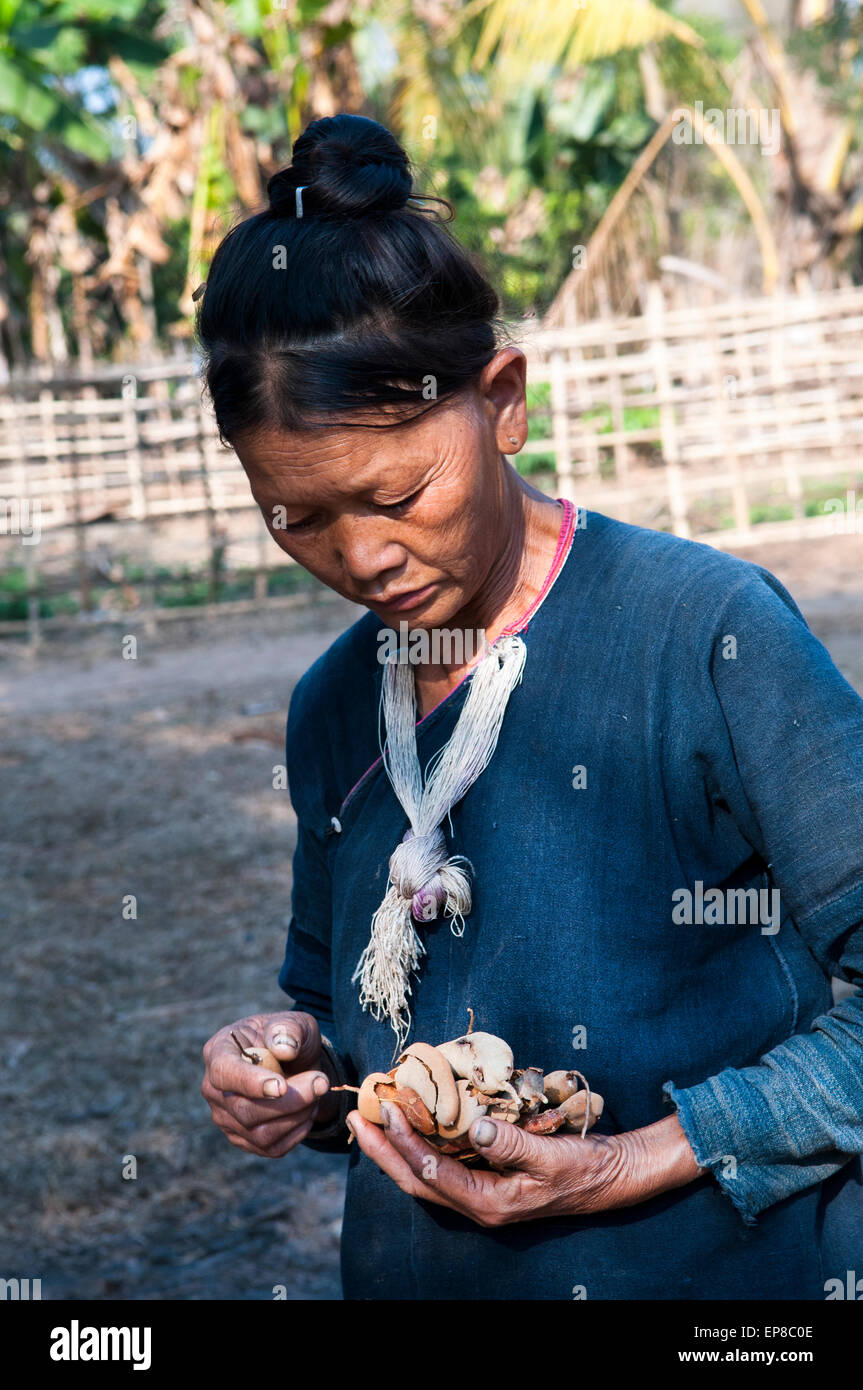 Un Lanten Yao donna tenendo il tamarindo pods nelle sue mani. Foto Stock