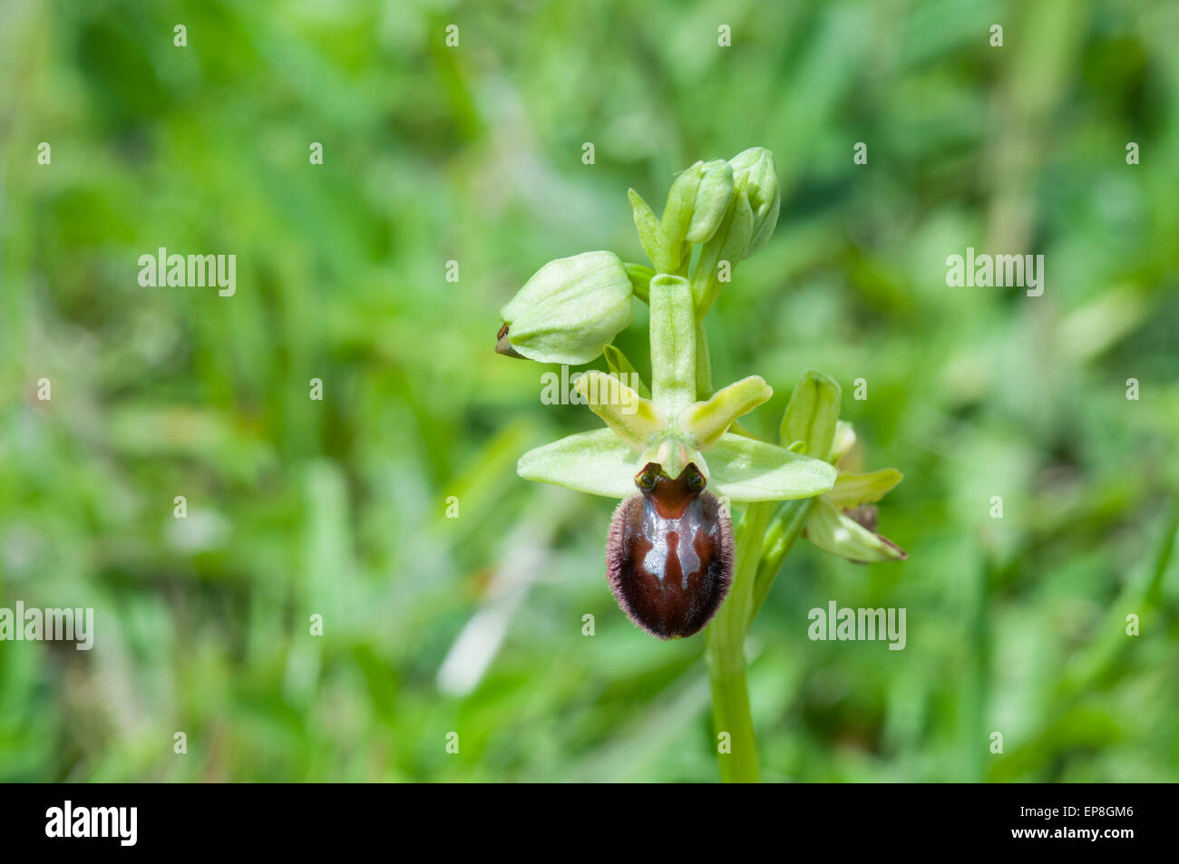 A livello nazionale una rara orchidea primi Spider è relativamente comune nel tunnel della Manica sito di Samphire Hoe Foto Stock