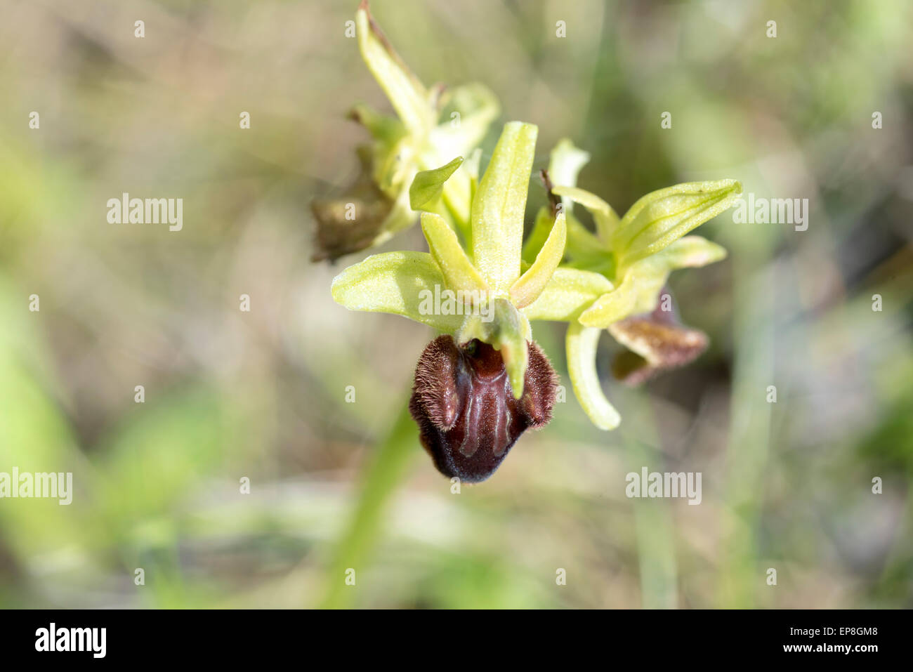 A livello nazionale una rara orchidea primi Spider è relativamente comune nel tunnel della Manica sito di Samphire Hoe Foto Stock