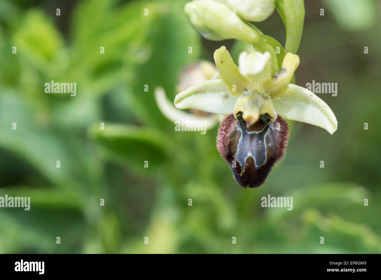 A livello nazionale una rara orchidea primi Spider è relativamente comune nel tunnel della Manica sito di Samphire Hoe Foto Stock