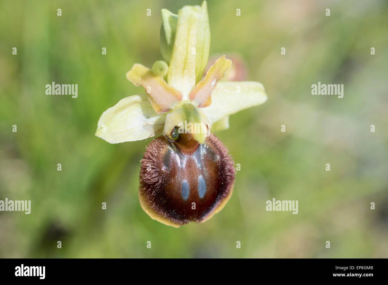 A livello nazionale una rara orchidea primi Spider è relativamente comune nel tunnel della Manica sito di Samphire Hoe Foto Stock
