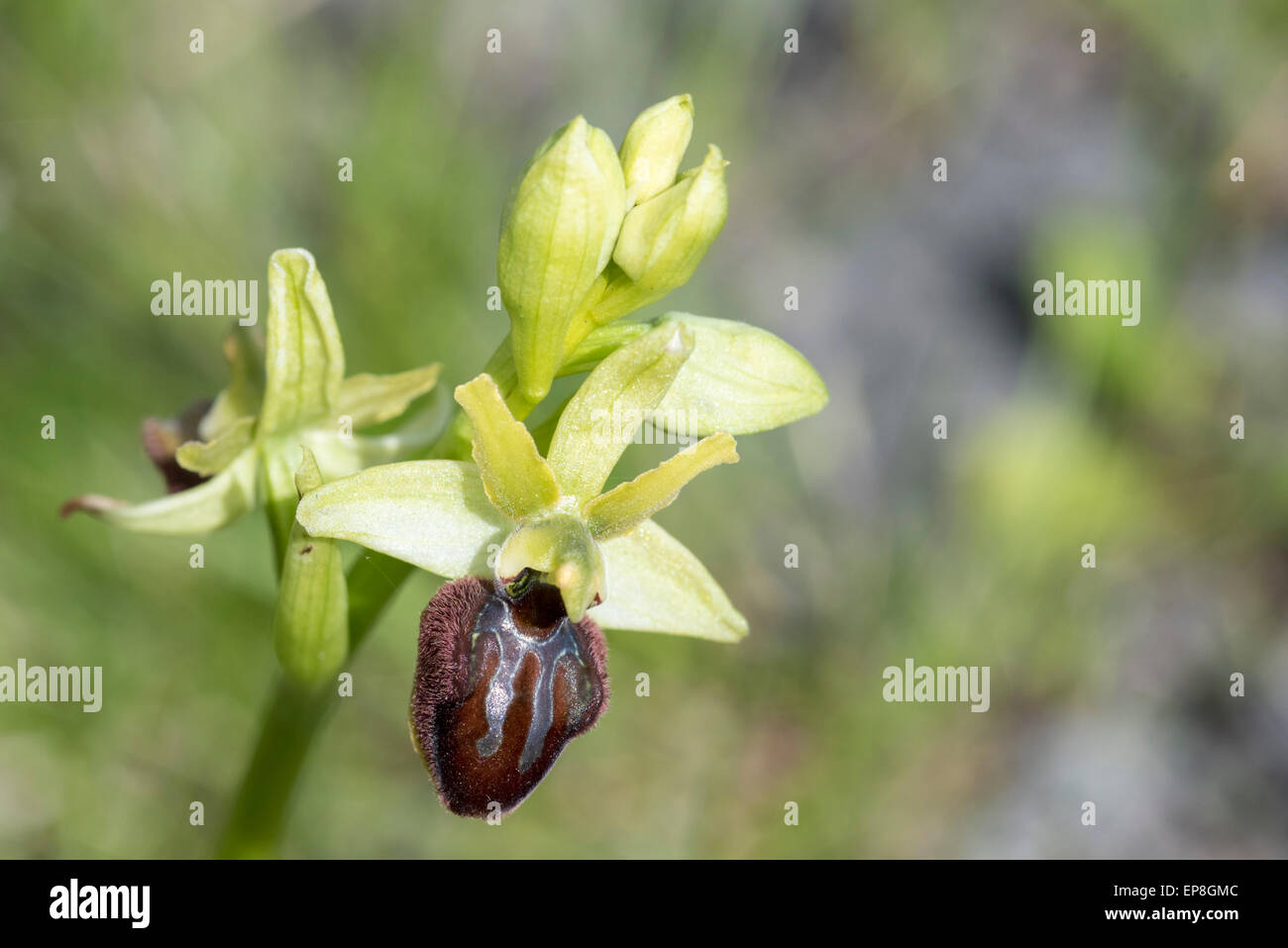 A livello nazionale una rara orchidea primi Spider è relativamente comune nel tunnel della Manica sito di Samphire Hoe Foto Stock