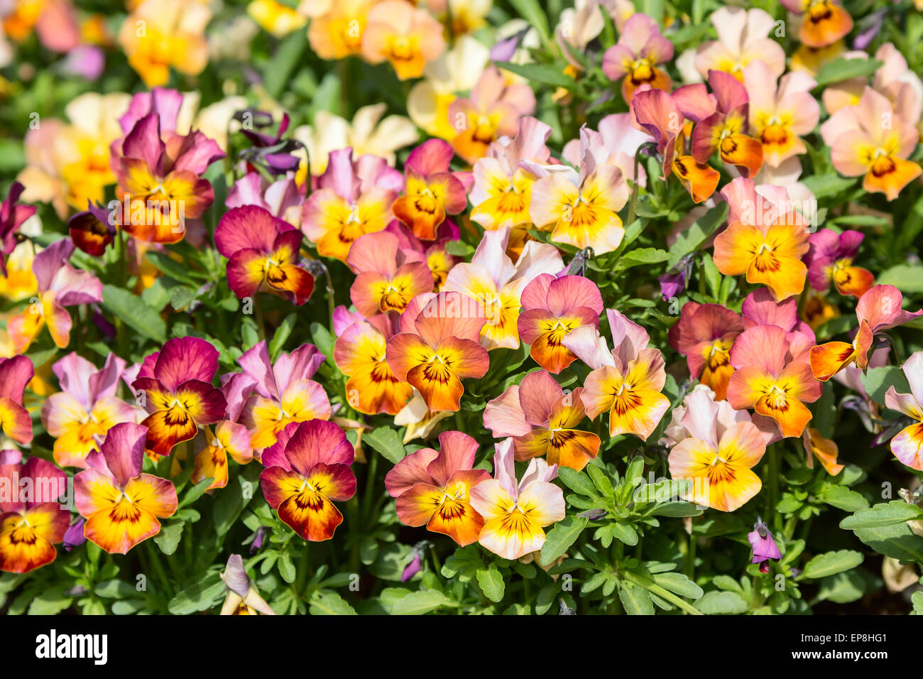 Garden pancy (Viola tricolore var. hortensis) qui si vede in un letto di fiori. Queste sono calde tonalità del giallo, arancione e rosso e stretto insieme Foto Stock